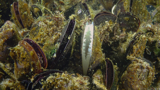 近端、地中海贝壳(Mytilus goloproprovencialis),黑海视频