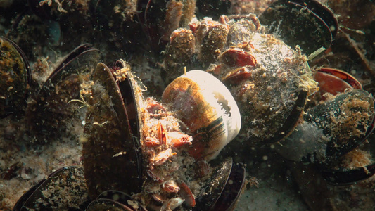 近端、地中海贝壳(Mytilus goloproprovencialis),黑海视频