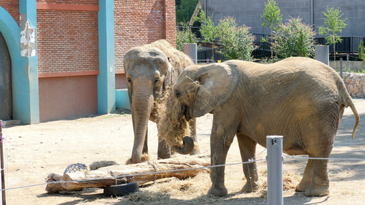 近身大象在动物园吃干草视频