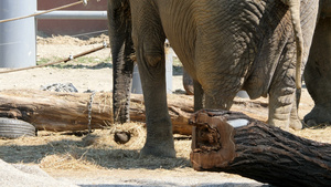 大象在动物园吃干草15秒视频