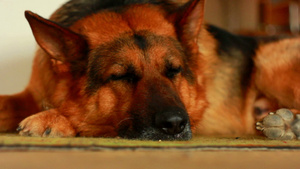 一位德国牧羊犬睡在地毯上14秒视频