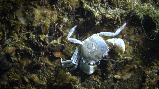 黑海动物群,小螃蟹在贝类中隐藏视频