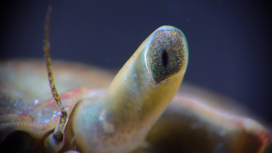 黑海,螃蟹眼(brachinotus sexdentatus)视频