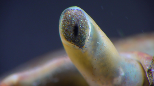 黑海,螃蟹眼(brachinotus sexdentatus)视频