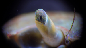 黑海螃蟹眼26秒视频