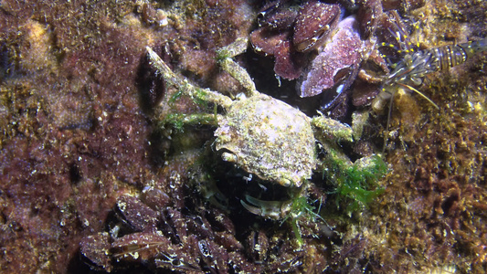 黑海,小螃蟹躲在贝壳里. 小螃蟹隐藏在黑海中.视频