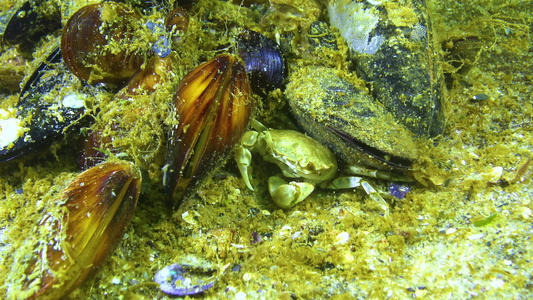 黑海,小螃蟹躲在贝壳里. 小螃蟹隐藏在黑海中.视频