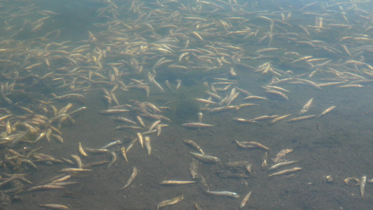 水污染死鱼翻肚子水中缺乏氧气的环境问题视频