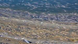 水污染导致水里缺乏氧气鱼死亡25秒视频