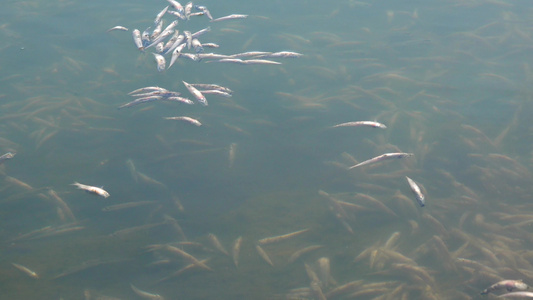 缺乏氧气,是环境问题。 Tuligul 河口,乌克赖根(Ikurane)视频