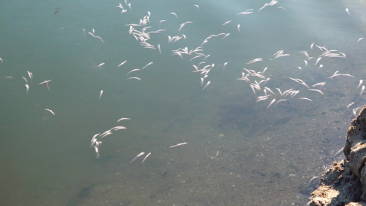 水污染水里缺乏氧气大批鱼死亡环保问题视频