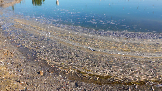 水污染水里缺乏氧气鱼死了环保问题视频