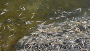 水污染死鱼翻肚子水中缺乏氧气的环境问题33秒视频