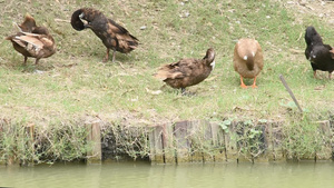 黑鸭们在池塘旁清洗羽毛11秒视频