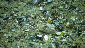在贝壳壳下保护自己的巢穴26秒视频
