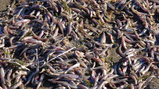 水污染死鱼翻肚子水中缺乏氧气的环境问题视频