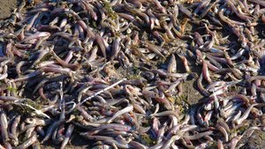 水污染死鱼翻肚子水中缺乏氧气的环境问题20秒视频