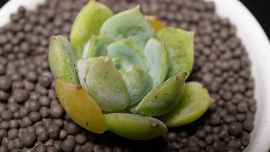 范女王多肉植物盆栽绿植视频