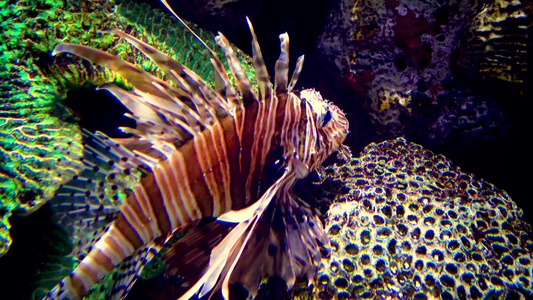 水族馆的热带鱼视频