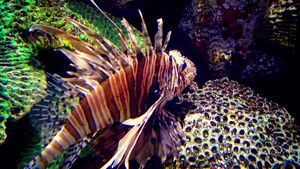 水族馆的热带鱼20秒视频
