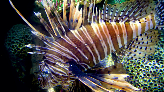 水族馆,新泽西克姆布登(Jersey kembdon)视频