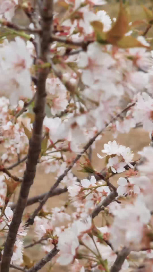 青岛崂山北宅樱桃花地铁城市枢纽36秒视频