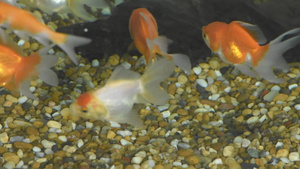 金鱼在水族馆表面石块的水中游动13秒视频