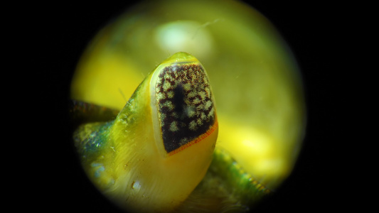 绿蟹或海岸螃蟹(carcinus maenas、carcinus aestarii)的闭合、复合眼睛视频