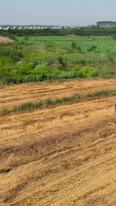 航拍农业机械化收割机在农田收麦子丰收场景农民丰收视频