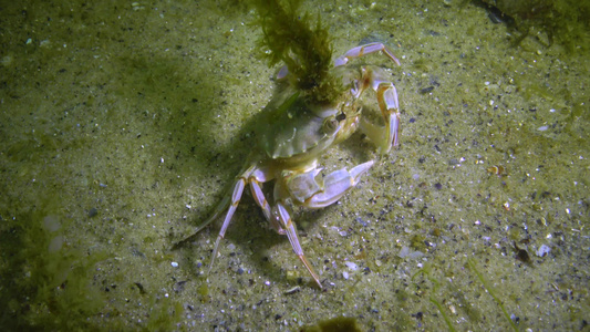 拉布(licarcinus holsatus) 绿藻在螃蟹壳上生长,黑海视频