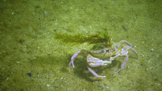 拉布(licarcinus holsatus) 绿藻在螃蟹壳上生长,黑海视频