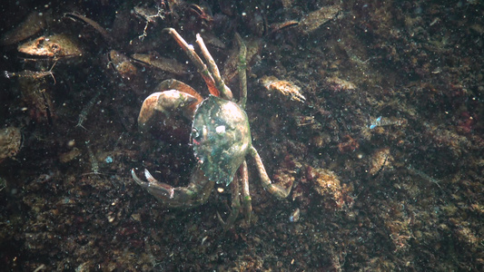 大绿螃蟹(carcinus maenas)在沙滩上飞速奔驰视频