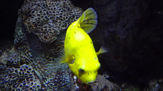 探险水族馆视频