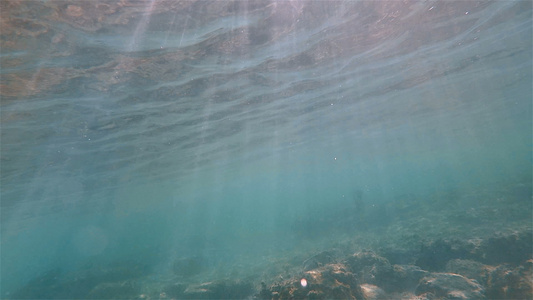 水下海鱼视频