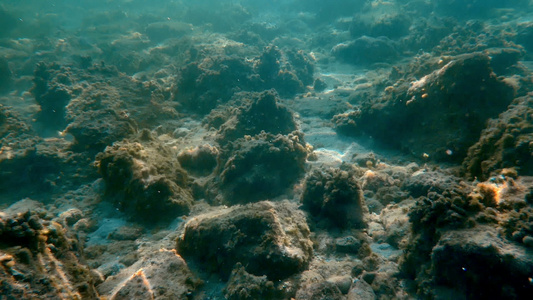 水下海鱼视频