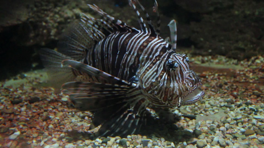 水族馆里的鱼视频