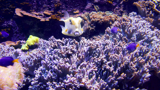 水族馆美丽的鱼在海洋珊瑚中游泳视频