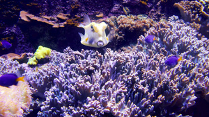 水族馆美丽的鱼在海洋珊瑚中游泳8秒视频