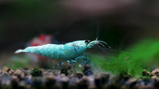 在淡水水箱中寻找水生土壤上的食物。 食用水族蓄水池视频