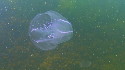 水母视频