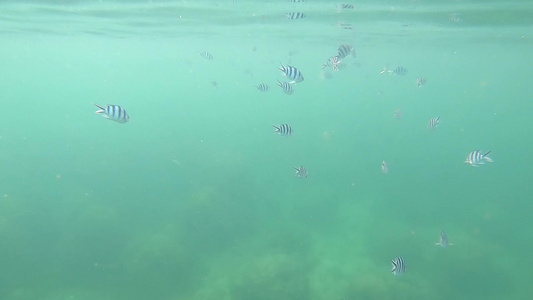 许多小鱼在浅海中游泳视频