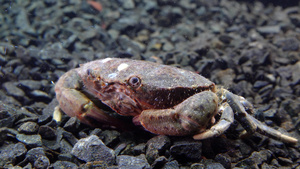 美洲豹圆螃蟹33秒视频