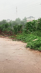 实拍自然天气下雨天路面积水自然灾害视频