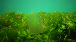 食肉性水母入侵黑海24秒视频