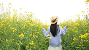 4K油菜花海里的少女8秒视频