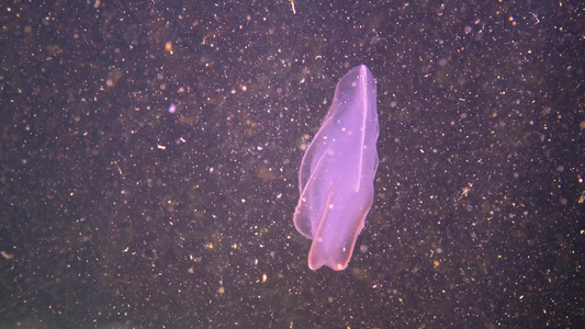 食肉性梳子水母入侵黑海水母卵巢扇贝视频