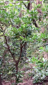 贵阳4A景区黔灵山公园嬉闹的猕猴群4A景点视频