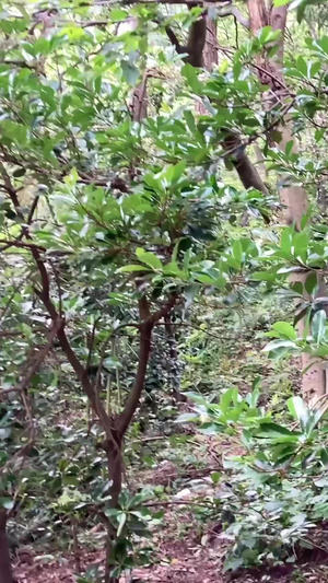 贵阳4A景区黔灵山公园嬉闹的猕猴群4A景点73秒视频