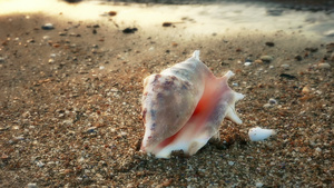 沙滩上的贝壳29秒视频
