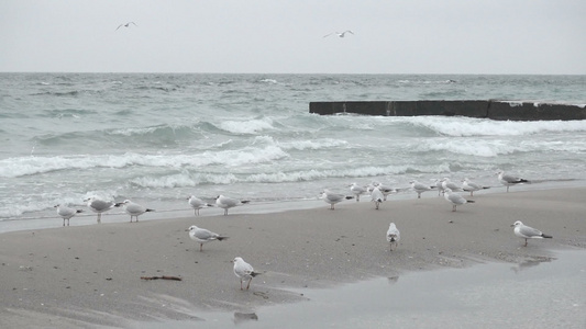 海边有海鸥视频